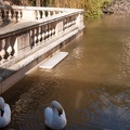 Cygnes à la source