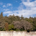 Arboraie
