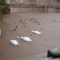 Canards et cygnes à la source (3814 visites) Jardins de la Fontaine (Nîmes) Canards et cygnes à la source