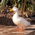 Canard blanc