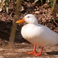 Canard blanc