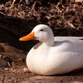Canard blanc