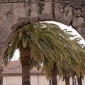 Porte et palmiers