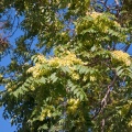Ailante en fleurs