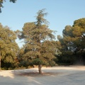 Le cèdre