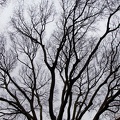 Noir sur gris