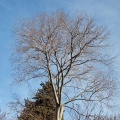 Micocoulier