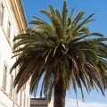 Palmier solitaire