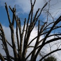 Arbre avec élagage