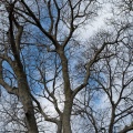 Arbre sans élagage