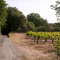 Bois et vignes