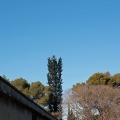 Arbres