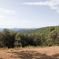 Vue sur la forêt