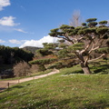 Jardin japonais