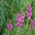 Grandes Gueules de Loup ( Antirrhinum majus L. )