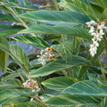 Alpinia zerumbet