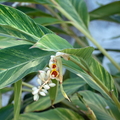 Fleur et feuilles d'Alpinia zerumbet