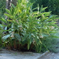 Bouquet d'Alpinia zerumbet