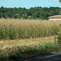 Champ de colza