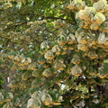 Tilleuls en fleurs