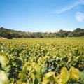 Vic sur vignes
