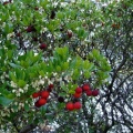 Arbousier avec fleurs et fruits