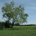 Chemin du Bachas