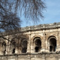 Amphithéâtre romain et micocoulier
