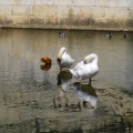 Cygnes et canards à la source