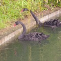Cygnes noirs (8130 visites) Jardins de la Fontaine Cygnes noirs