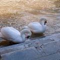 Cygnes (6298 visites) Jardins de la Fontaine Cygnes