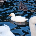 Cygne et canard blanc (4044 visites) Jardins de la Fontaine Cygne et canard blanc