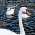Cygne et canards (3947 visites) Jardins de la Fontaine Cygne et canards