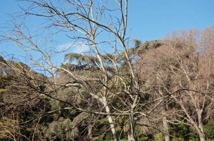 Sterculia platanifolia