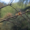 Jeunes feuilles du Sterculia paltanifolia