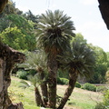 Palmiers vus de la grotte