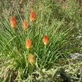 Lys des Incas