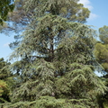 Le cèdre