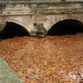 Les feuilles des platanes au Pont de Vierne