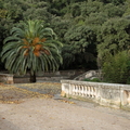 Le palmier et les feuilles