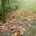 Les feuilles du Sterculia platanifolia au sol