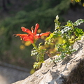Chèvrefeuille du Cap