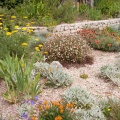 Fleurs au pied de la Tour magne