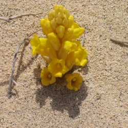 2006 03 30 cap vert