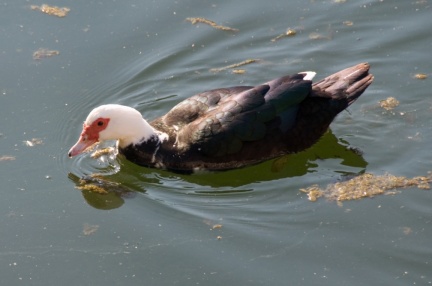 Canard de Barbarie