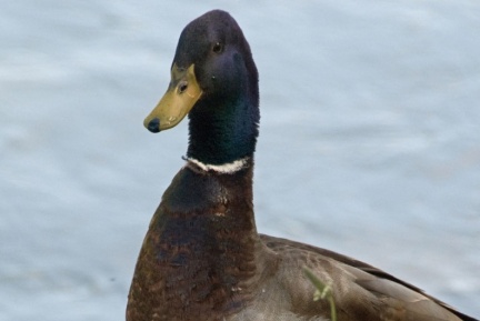 Canard Colvert