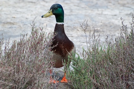 Canard Colvert