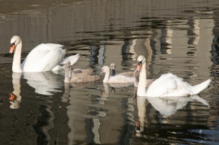 Cygne