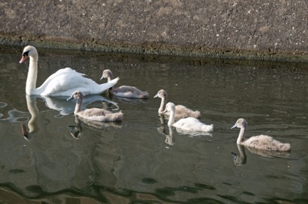 Cygne et cygneaux