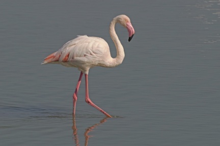 Flamant rose
